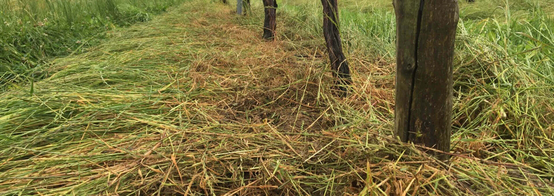 Cadre vigneron hydraulique : l'outil qui vous simplifie l'entretien de la vigne